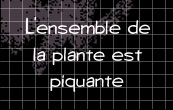 l'ensemble de la plante est piquante