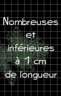 nombreuses et infrieures  1 cm de longueur