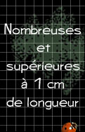 nombreuses et suprieures  1 cm de longueur